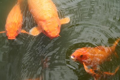 O peso da evidência