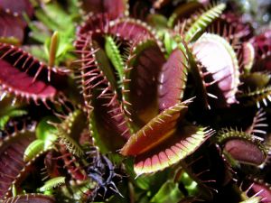 A noite do padroeiro (parte II)