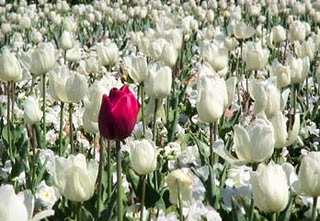 Isso é flexibilidade adaptativa?!?