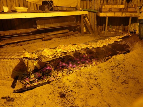 Diário de um biólogo – Sábado, 30/10/2010 – Último dia do ISMEE