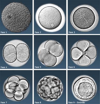 "Estamos em busca de um conceito para o vocábulo vida"