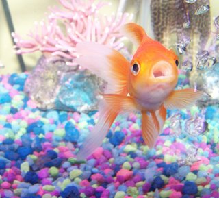 Por que os peixes respiram embaixo d'água?