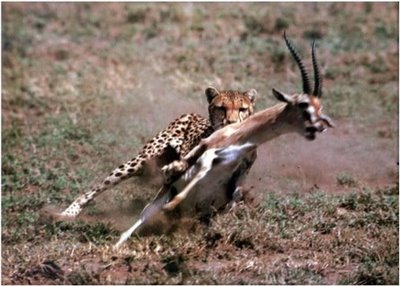 A noite do padroeiro (parte I)