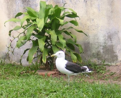 Sobreviver e adaptar