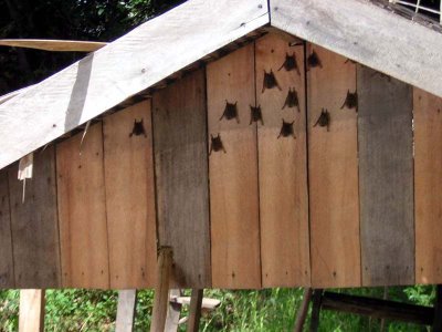 Que bichinho é esse?