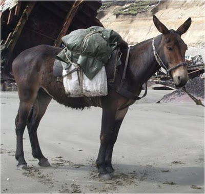 Que bichinho é esse? Que plantinha é essa?