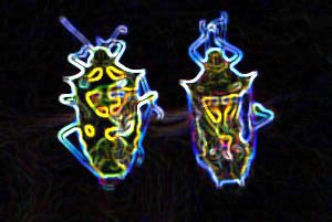 A invasão dos percevejos!