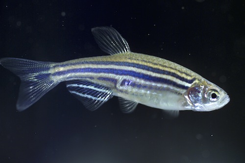 Sobre como calculei a CL50 usando o 'Statistica'