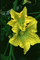 Posso tirar uma flor da árvore?