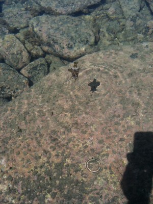 A valsa das Aplysias